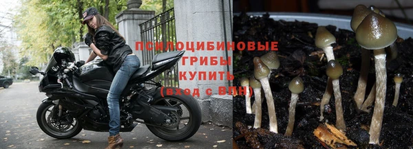 стаф Аркадак